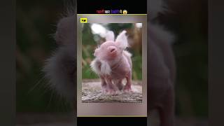 Animals Without Hair 😱 #facts #shorts