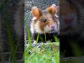 Beautiful Wild Hamster On The Windy Day #beautiful #wildlife #animals #cute #naturduo #nature