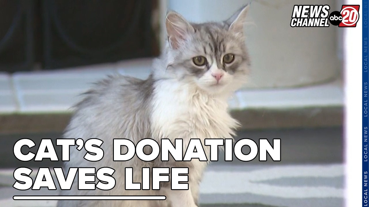 Кот спас жизнь, сдав кровь.
