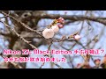 今年も桜が咲き始めました Nikon Zfc Black Edition 手振れ補正は？ #1243  [4K]