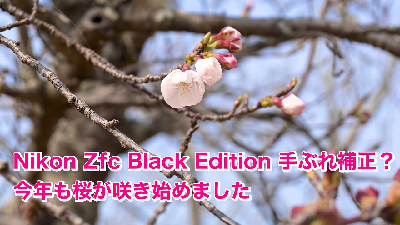 今年も桜が咲き始めました Nikon Zfc Black Edition 手振れ補正は