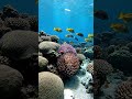 World's Most Powerful OLED Test 16K HDR 120FPS  Dolby Vision Nature &amp; Wildlife #shorts