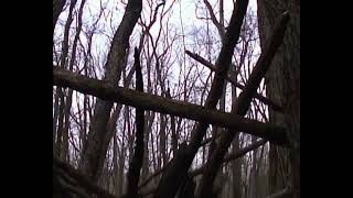 Sony Hi8 Test Footage 1 - Woods