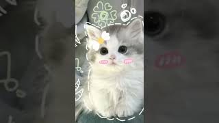 meow meow #S #fyp #ythsorts