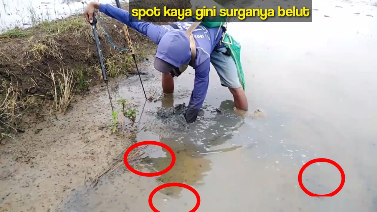 SETRUM BELUT JARAK 2 JENGKAL, gak bikin ribet