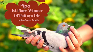 First Place Winner Racing Pigeon Of Grand Finale Of Pattaya Olr The Mike Ganus Family For Sale