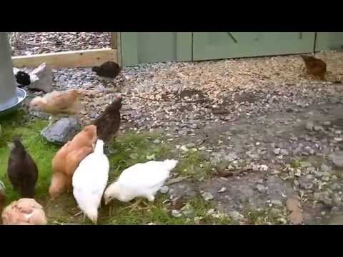 chicks-to-laying-first-eggs/time-lapse-5-months.-living-off-the-land.