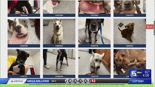 Young Williams takes in more than 50 animals after 4th of July
