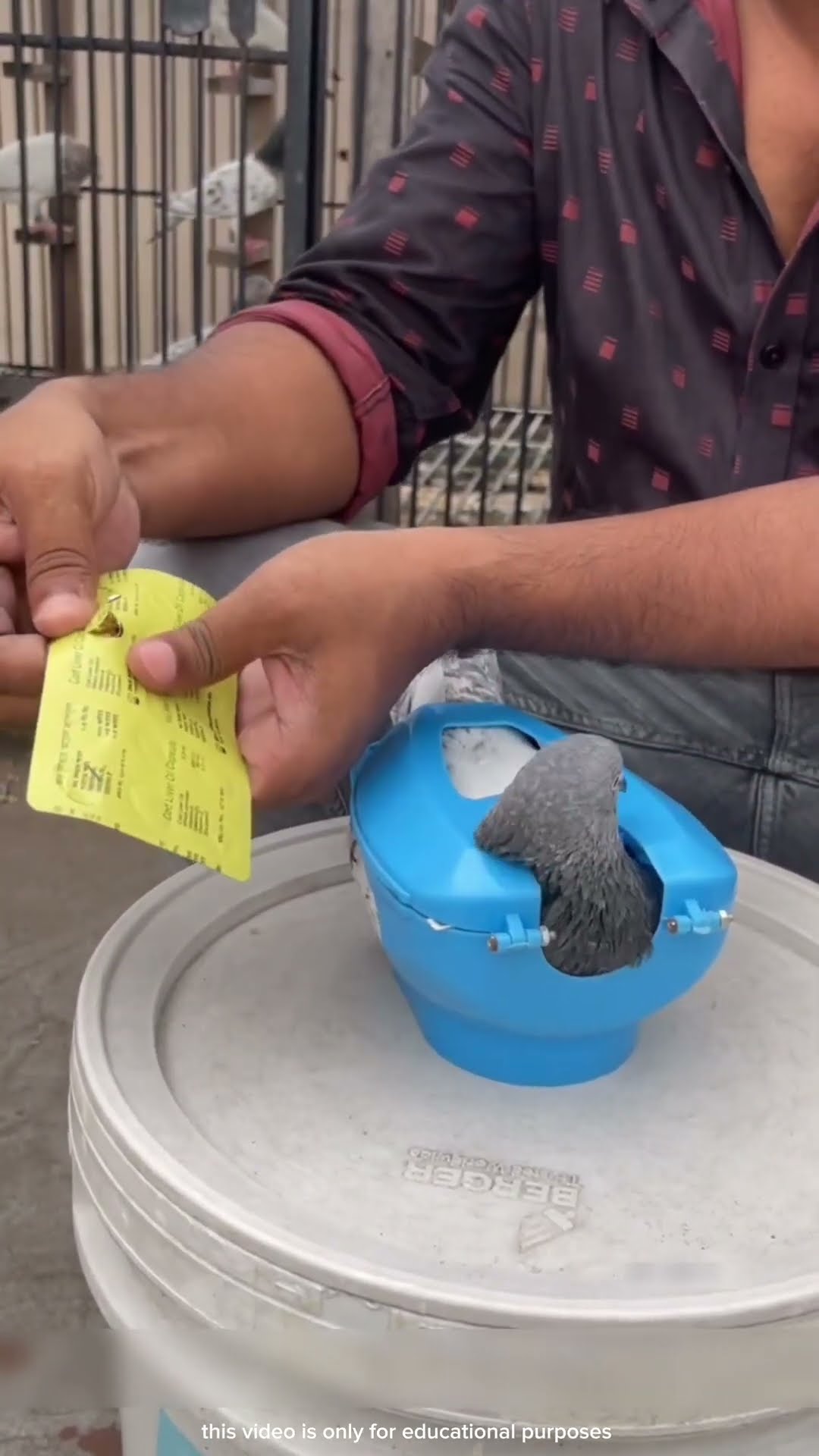 pigeon locked in the box #shortsvideo