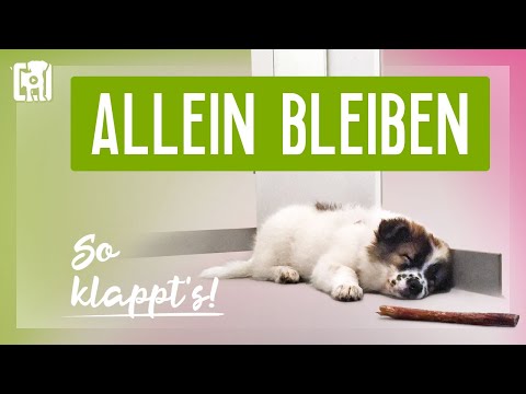 Video: 20 Dinge, die Hunde heimlich tun, wenn sie alleine zu Hause sind