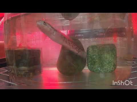 コウタイに餌をあげてる動画 コウタイ スネークヘッド 餌やり YouTube