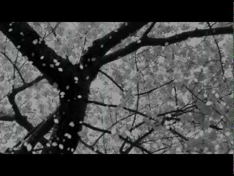 ظلك مات يا ظلي ناصر السعيد