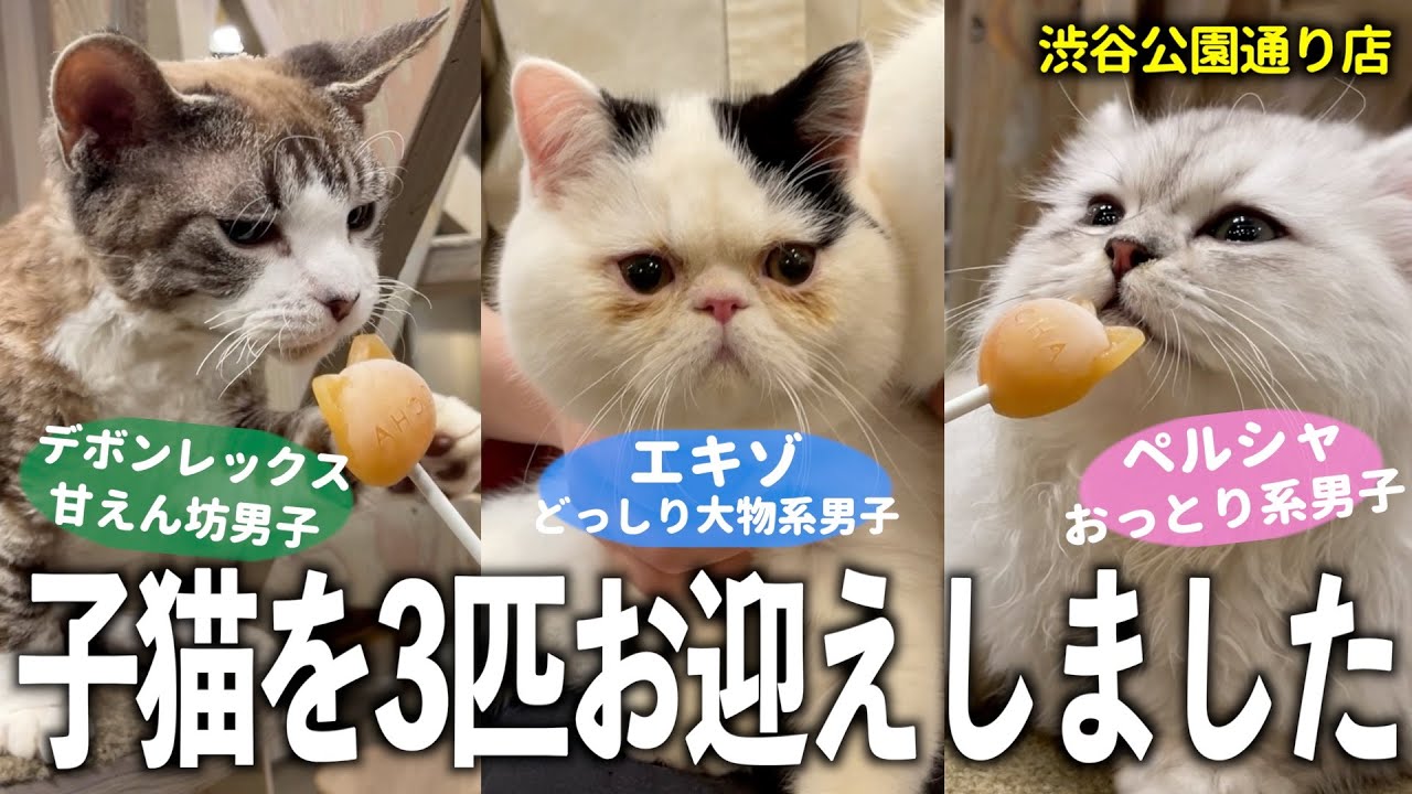 I just got three 6 month old kittens. - YouTube