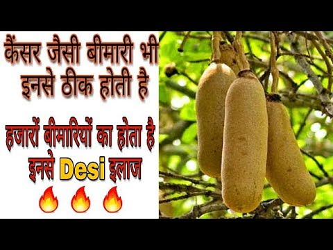 बालम खीरा - करोड़ों के इस फल के फायदे देखकर दंग रह जाओगे | Balam Kheera Ke Fayde ( Kigelia)
