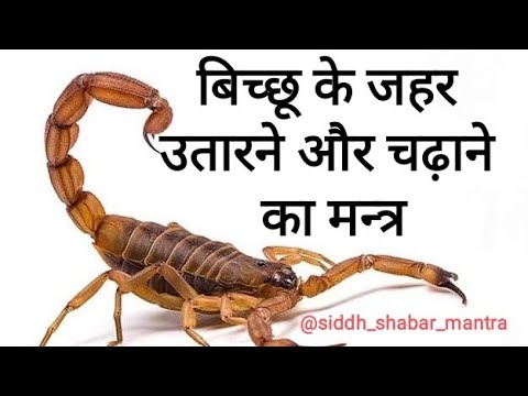 bichhoo ka jahar utarne ka shabar mantra | bichhu ka jahar kaise nikale ...