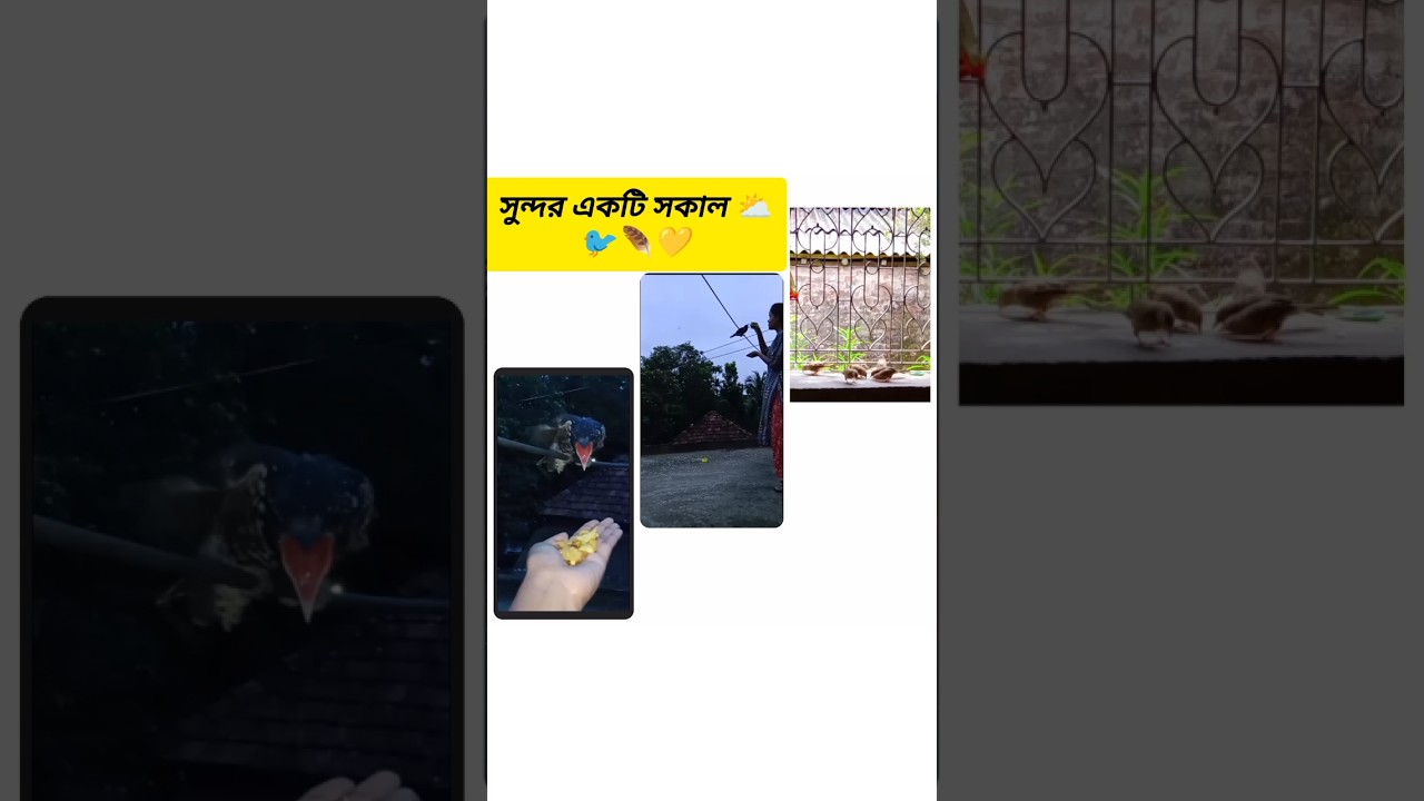 সুন্দর একটি সকাল⛅🐦🍂 #vlog #dailyvlog #minivlog #shorts #shortvideo #subscribe @RimiNaskar672