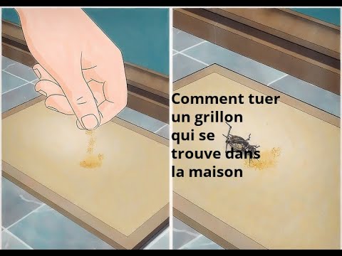 Vidéo: Comment se débarrasser d'un grillon dans la maison ?