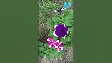 Thumbnail of #flower #viral #viralshort #viralvideo #short #shorts #shots #shortsvideo #shortsviral