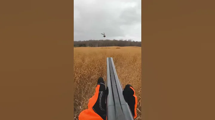 When did this rooster hatch?#pheasanthunting