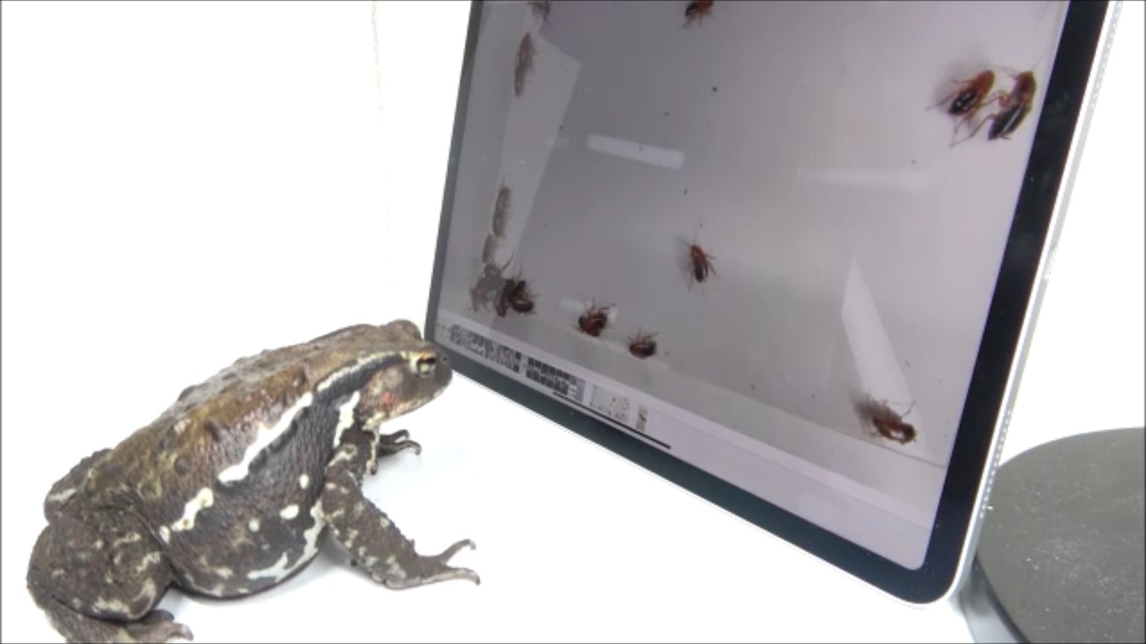 ボッテリーヌに画面越しにご飯あげてみた