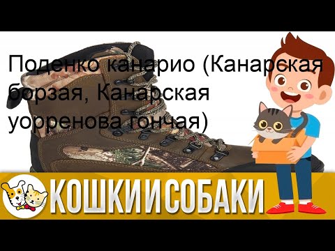 Поденко канарио (Канарская борзая, Канарская уорренова гончая)