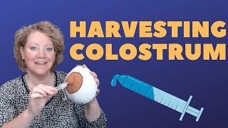 Harvesting Colostrum