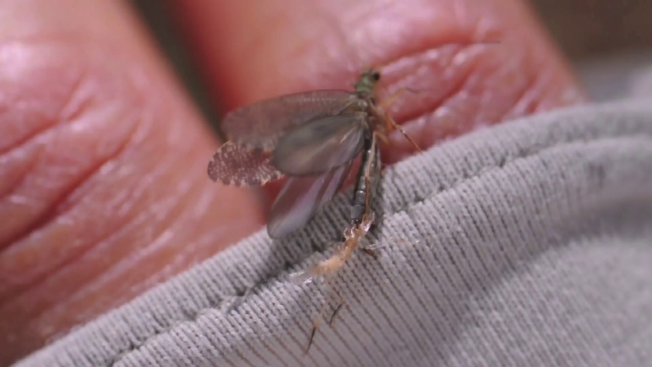 Catching the Hatch of the Elusive Caddis Pupa - YouTube