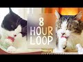  asmr cats grooming 87 8 hour loop