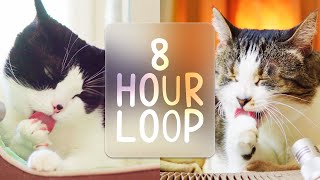 🎧 ASMR Cats Grooming #87 (8 hour loop)