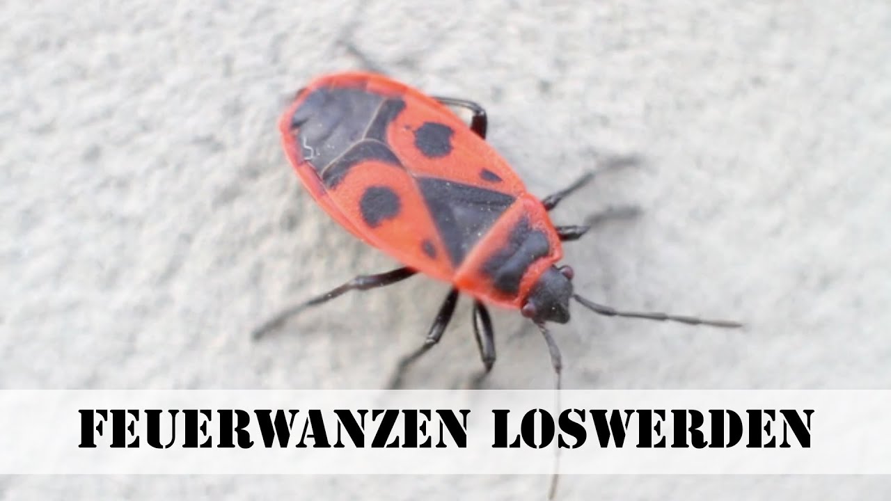 Feuerwanzen bekämpfen