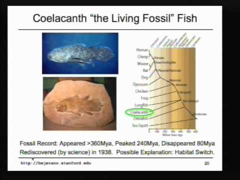 Mysteries of the Human Genome