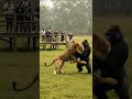 Lion Vs Gorilla Epic Fight At Safari