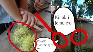 Ngentet Rambutan Jemo ||Ngaku'a Kelakuan Sapo Gi Kecik ||Sumatera Selatan