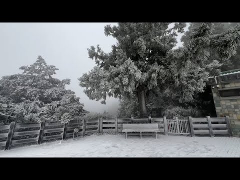 太平山「冬至瑞雪」直擊！ 雪下整夜變銀白世界