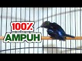 Cukup Sekali Pancing Kolibri Ninja Konin Gacor Ini Bikin Emosi Dan Bongkar Isian Mp3 - Mp4 Download