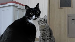 猫のお留守番を隠し撮りしたら、外出直後のまさかの行動にすぐ帰る決心をしました。