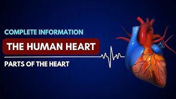See the Wonder Of Your beating Heart|Human heart Valves Function |3d  Animation|Story of Human Heart