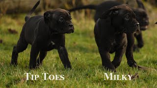 Cane Corso puppies 10 weeks old exploring