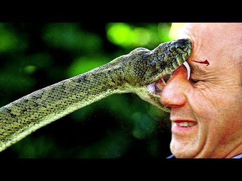 10 სიცოცხლისთვის საშიში ყველაზე შხამიანი  ცხოველი