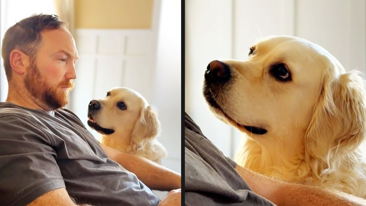 You May Not Have a Lover, But You Must Have a Dog 😂🐶