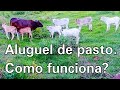 Aluguel de pasto. Como funciona?