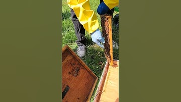 Beehive Scraping Burr Comb #Shorts