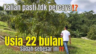 Visiting a customer's durian garden in Lebak, Banten