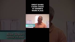 Great Danes cause CHAOS at Owner's workplace #itsmeorthedog #greatdane #dogtraining