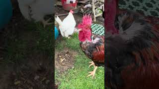Farm Live Ep. 19: Brownie and Chelu’…