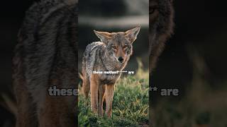 Joe Rogan: How coyotes outsmarted his dog (part 1)