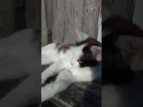 котик не доволен, ему помешали дремать #shorts