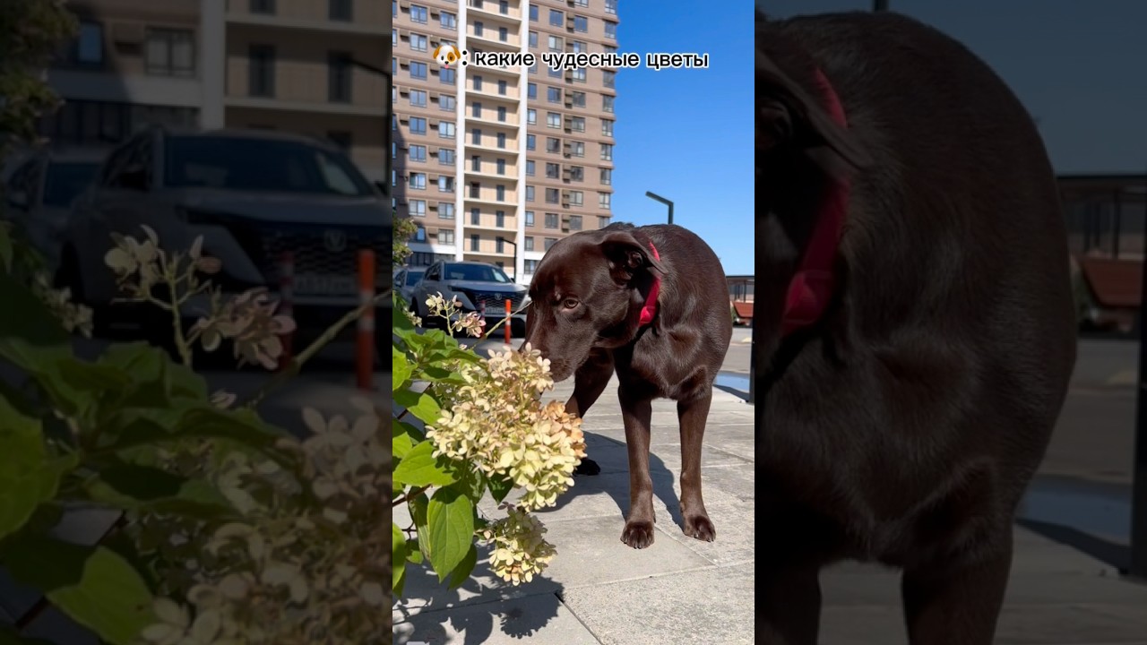 Чудесные цветы 🌺🤭🥰🥹