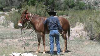 Hip Kentucky Red Consigned By Rick Ortega To Jake Clarks Mule Days Auction June 19,2016