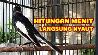 Hitungan menit kacer malas bunyi langsung nyaut dengar suara pancingan kacer ngeplong ini, 99% ampuh